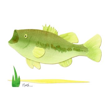 Largemouth Bass Print