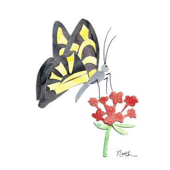 Swallowtail Butterfly Print