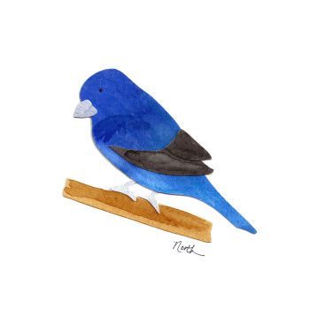 Indigo Bunting Print