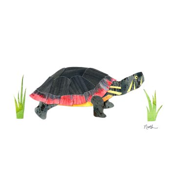 Painted Turtle Print
