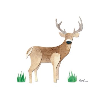 White Tailed Deer Print