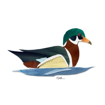 Wood Duck Print