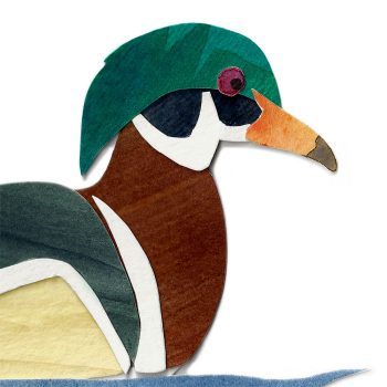 Wood Duck Print Detail
