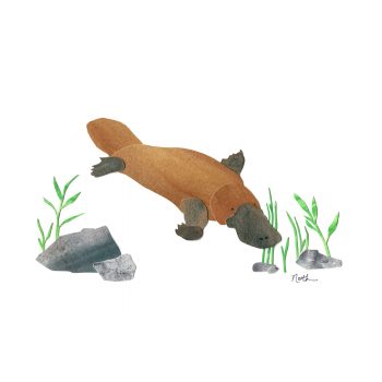 Platypus Print